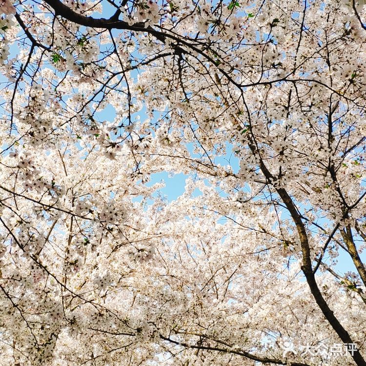 春天贩卖机🍧这里的樱花真美啊🌸