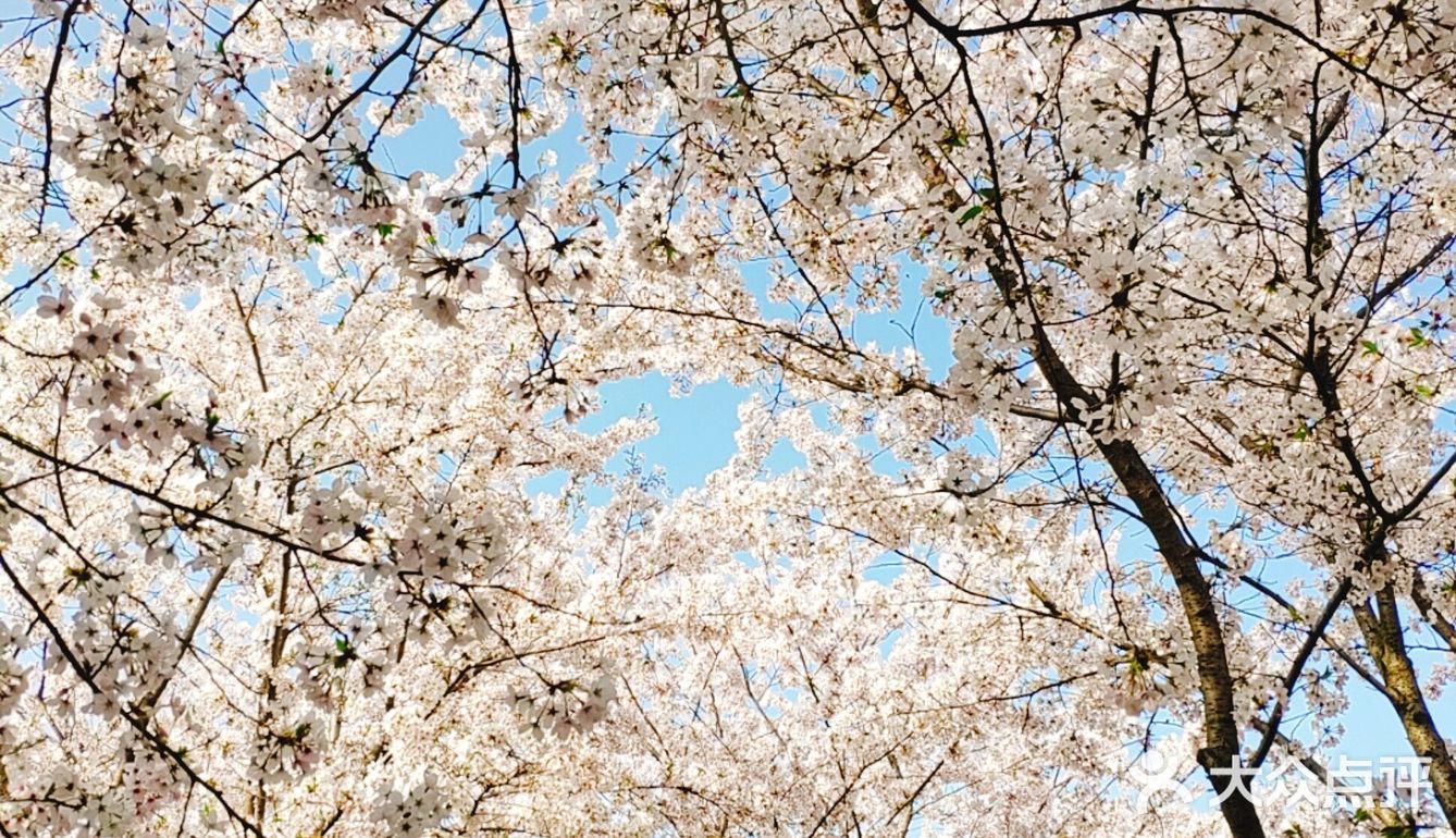 春天贩卖机🍧这里的樱花真美啊🌸