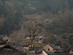 -杨家堂村