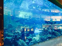 -迪拜水族馆及水下动物园