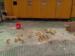 -前小桔亲子创意农场·草莓采摘·露营烧烤