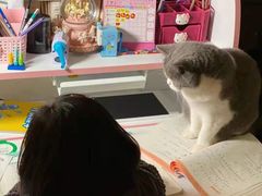 -东方名猫馆·英短金渐层布偶猫舍(环线广场1号楼店)