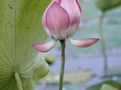 -荷花荡