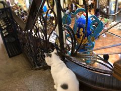 -more than meow吴止猫主题餐厅(承德 中船汇店)