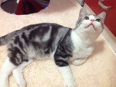 -Bastet sally猫舍购宠(静安店)