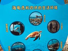 -广东惠东海龟国家级自然保护区