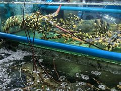 -班赞海鲜市场