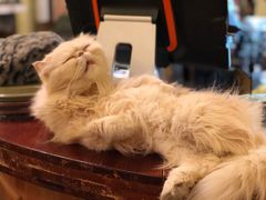 -猫色咖啡·猫咖
