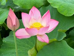 -武汉紫薇都市田园