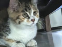 -纳吉亚猫专科动物诊疗中心(蒋宅口分院)
