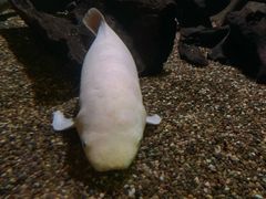 -悉尼海洋生物水族馆