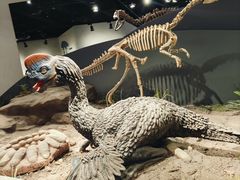 -自贡恐龙博物馆