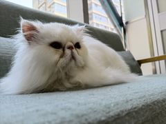 -佳雯宠物医院·皮肤科·内外科(春晓路分院)