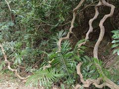 -海南霸王岭国家森林公园