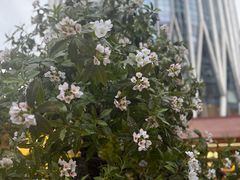 -深圳湾万象城(南山店)