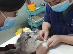 -伟伟宠物医院·瑞派猫友好医院·猫科(光谷店)