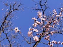 -香山公园