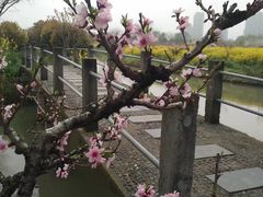 -南汇水蜜桃采摘(大团店)