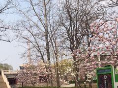 -古塔公园