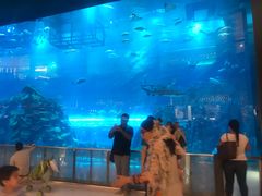 -迪拜水族馆及水下动物园