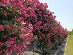 -广富林郊野公园