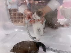 -70cat德文卷毛猫·缅因猫纯种猫舍