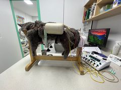 -西安京西宠物医院·瘫痪·疑难杂症