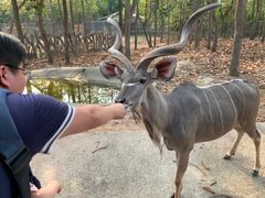 -清迈夜间动物园