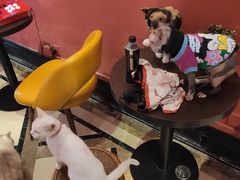 -猫色咖啡·猫咖