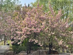 -石家庄市植物园