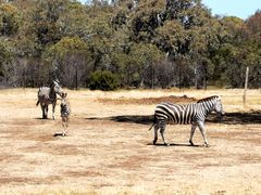 -威勒比开放式动物园
