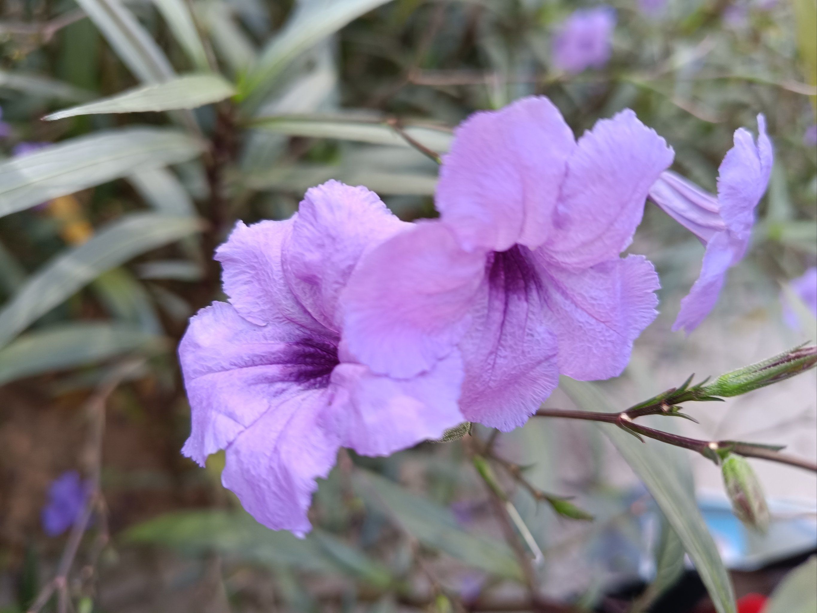 姹紫嫣红的小花花