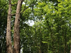 -桤木河湿地公园