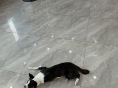 -德元·美联众合24小时动物医院(总院)