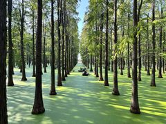 -渌洋湖湿地公园