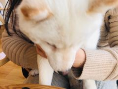 -柴犬小屋·柴餐厅·狗咖食堂(金鼎广场店)