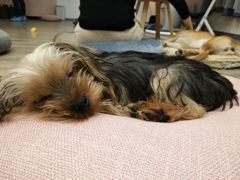 -浣熊柯尔鸭土拨鼠·电玩咖