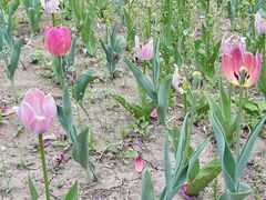 -长春公园(普阳街道)