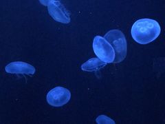 -迪拜水族馆及水下动物园