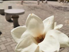 -济南植物园