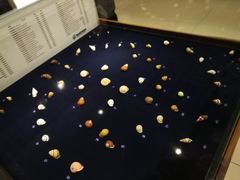 -青岛贝壳博物馆