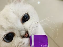 -鼓捣猫呢主题猫咖店