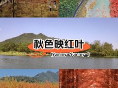 -小芝红树林