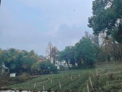 -野蔓果·山野菜(西湖景区·龙井茶田店)