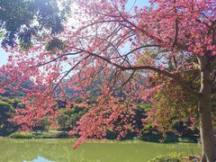 -风云岭森林公园