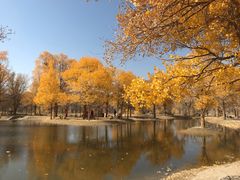 -金塔沙漠胡杨林景区