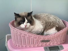 -纳吉亚猫专科动物医院·北北分院