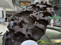 -美国自然历史博物馆