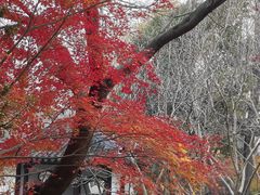 -秋霞圃
