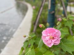 -天鹅湖体育公园